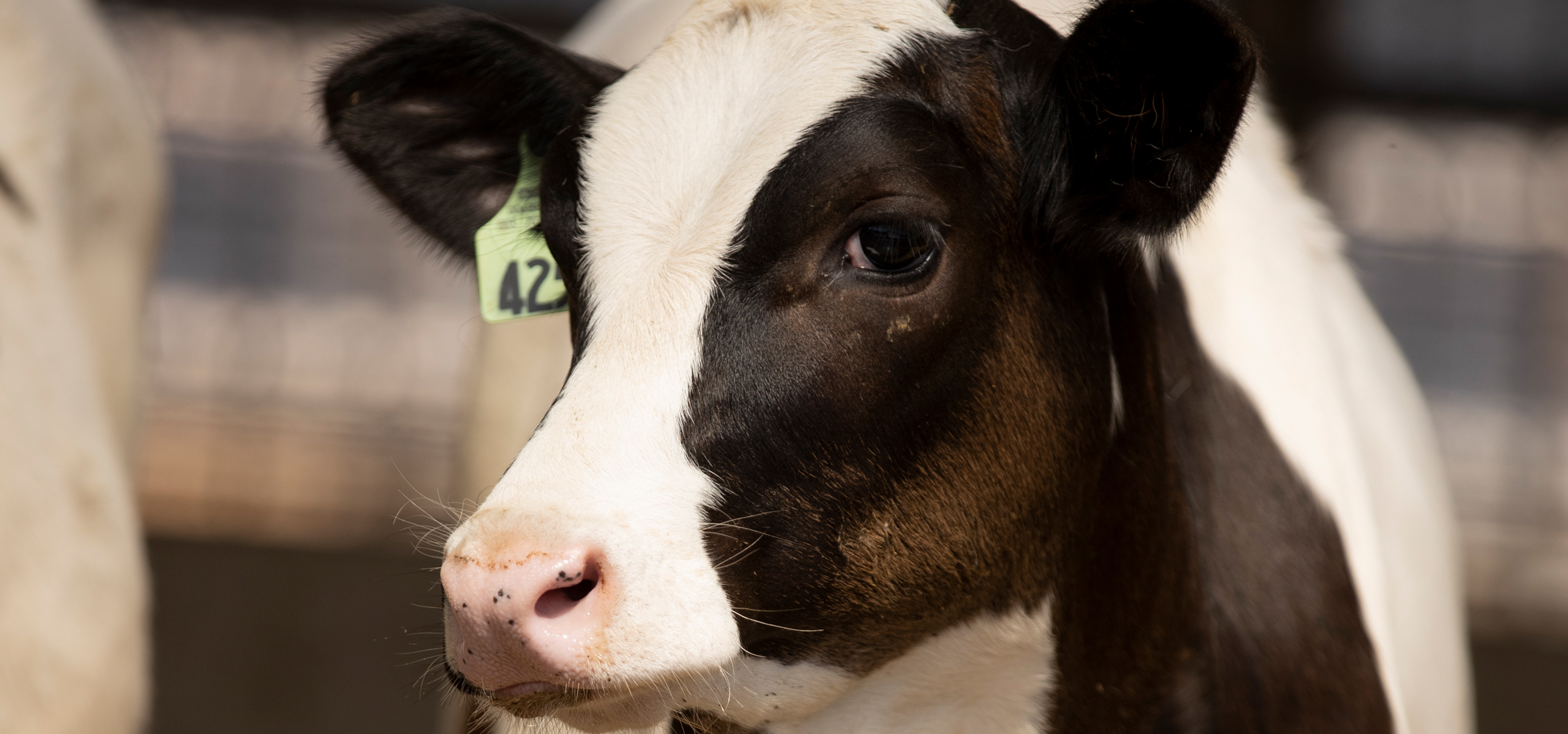 Turn the Tide Against BRD by Improving Diagnostics and Treatment